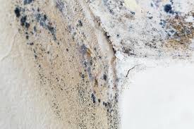 Best Mold Damage Restoration in Guyton, GA